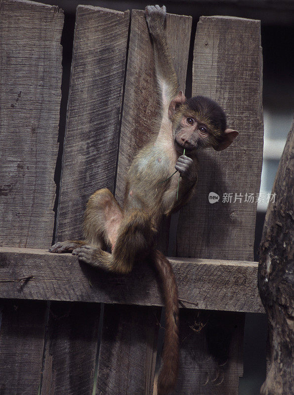 Olive Baboon baby playing on a wooden fence